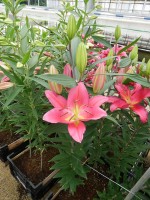 [5304 Tarrango No01.JPG]